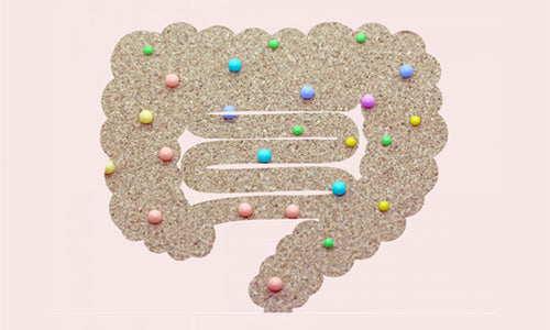 16 腸を育てる考え方-糖化菌について