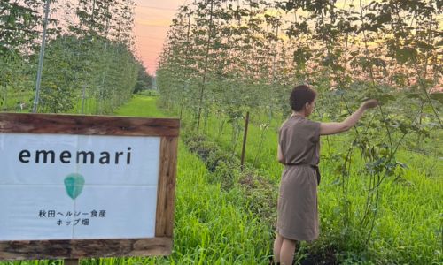 7月のホップ畑
